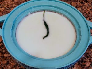 Making curd using green chili