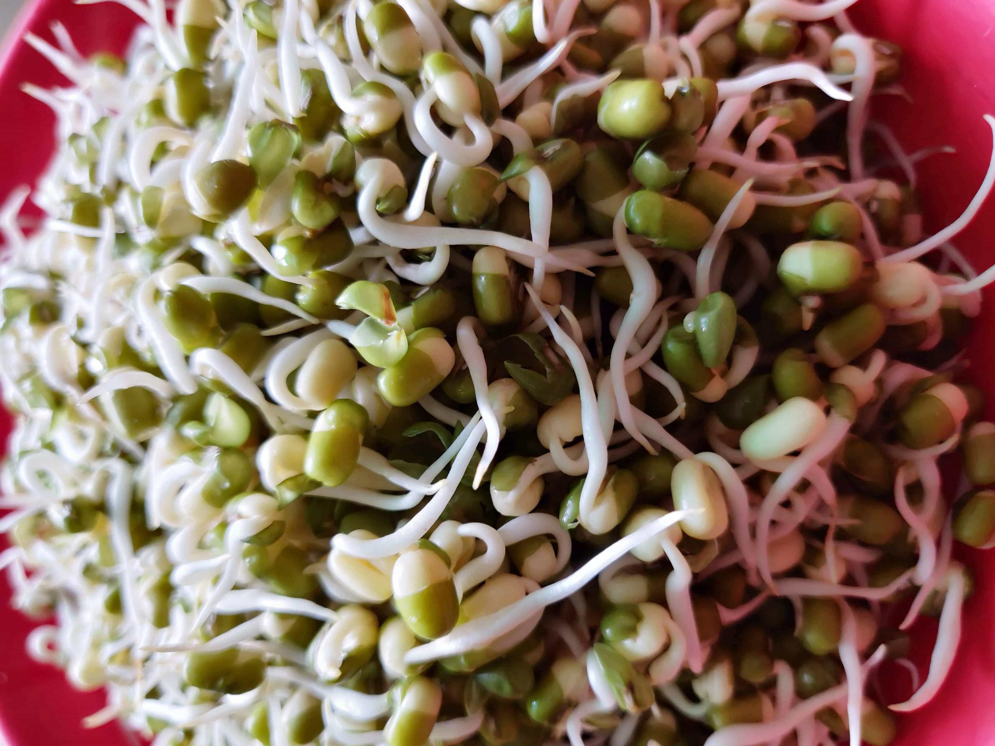 Moong Sprouts