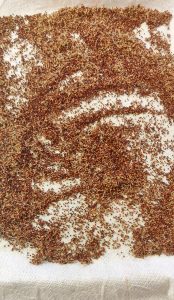 Sprouted Ragi dried completely